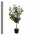 Prunus avium Kordia C7,5 Lit. 125-150 cm