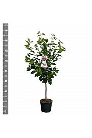 Prunus avium Kordia C7,5 Lit. 125-150 cm