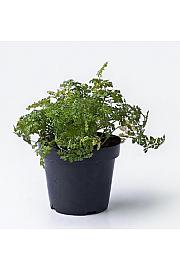 Anthriscus cerefolium Ø14