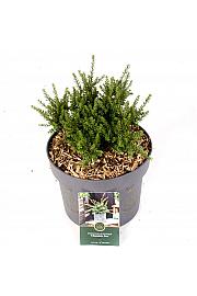 Podocarpus x Chocolate Box C5 Lit. 25-30 cm