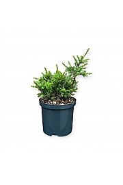 Podocarpus x Chocolate Box C2,5 Lit. 25-30 cm