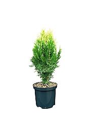 Platycladus orientalis Bömer NP C2,5 Lit. 20-25 cm