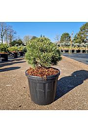 Pinus uncinata Heideperle C8 Lit. 25-30 cm Krogla