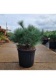 Pinus strobus Bergmans Mini C18 Lit. 40/+ cm