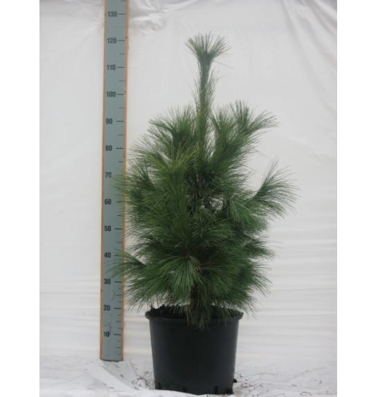 Pinus schwerinii Wiethorst C15 Lit. 80-100 cm