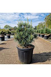 Pinus parviflora Negishi C8 Lit. 30-40 cm