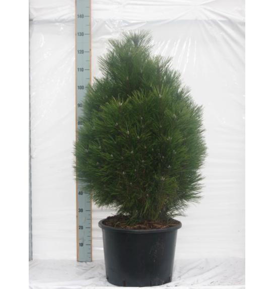 Pinus nigra Green Tower C10 Lit. 60-80 cm