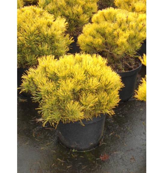 Pinus mugo Wintergold C15 Lit. 40-50 cm
