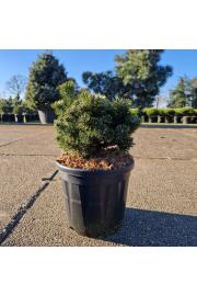 Pinus mugo Sherwood Compact C8 Lit. 25-30 cm
