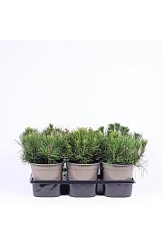 Pinus mugo pumilio Ø15 15-20 cm