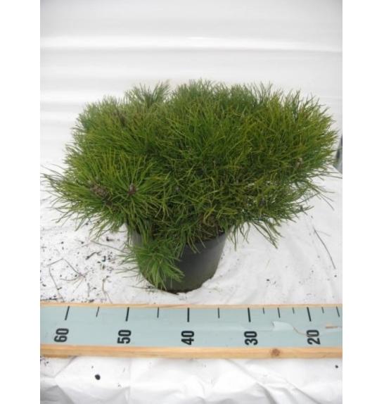 Pinus mugo Pumilio C7,5 Lit. 40-50 cm