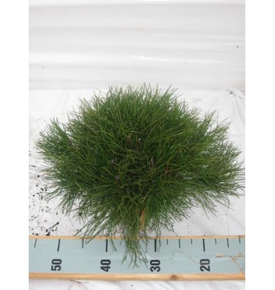 Pinus mugo Pumilio C5 Lit. 40-50 cm