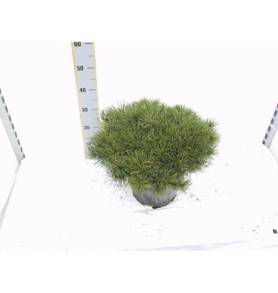 Pinus mugo Pumilio C35 Lit. 100-120 cm