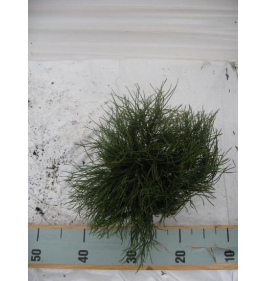 Pinus mugo Pumilio C2 Lit. 20-25 cm