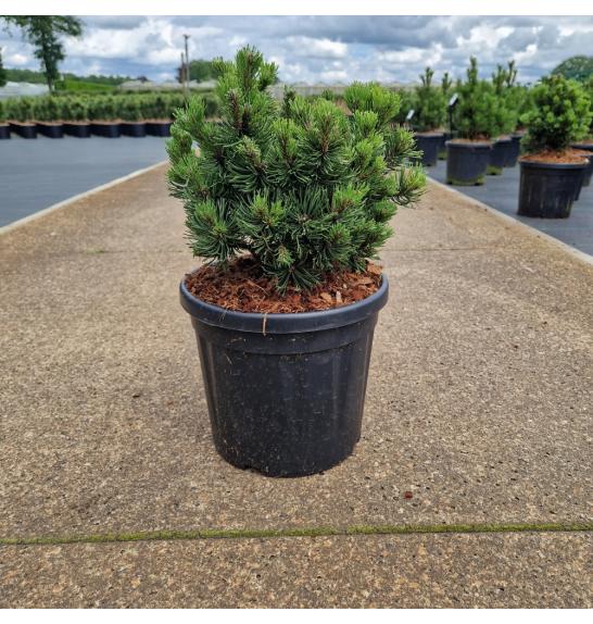 Pinus mugo Picobello C8 Lit. 25-30 cm