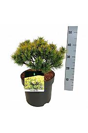 Pinus mugo Ophir C7,5 Lit. 25-30 cm