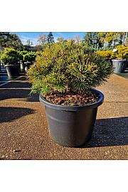 Pinus mugo Ophir C12 Lit. 30-40 cm