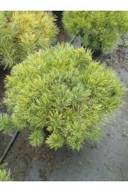 Pinus mugo Mughus C25 Lit. 80-100 cm