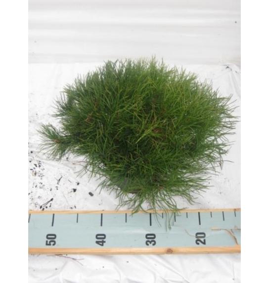 Pinus mugo Mughus C2 Lit. 20-30 cm