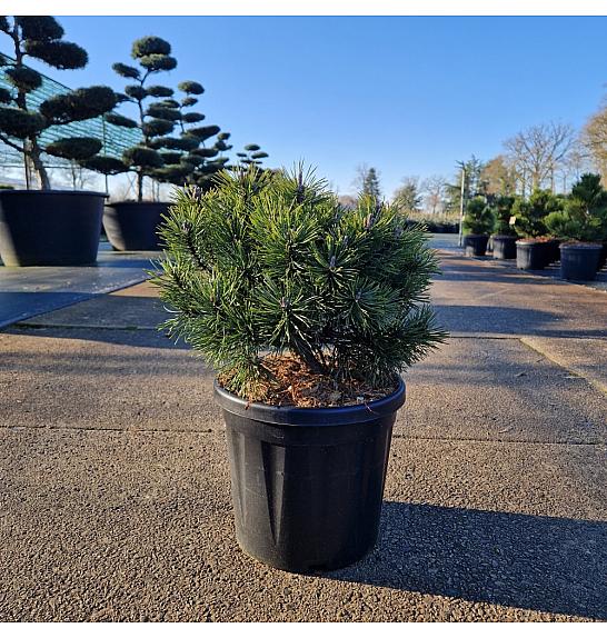 Pinus mugo Mops C8 Lit. 30/+cm old
