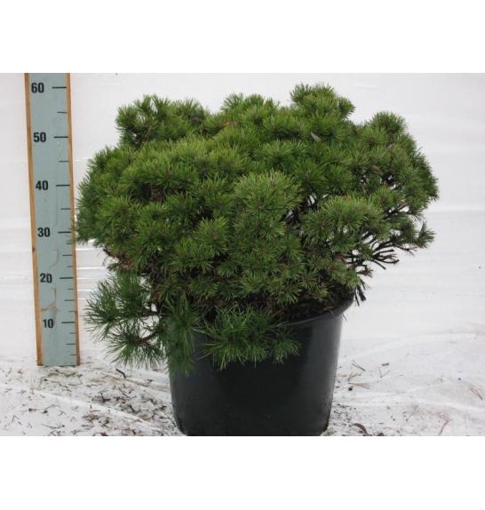 Pinus mugo Mops C15 Lit. 50-60 cm
