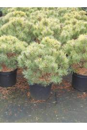 Pinus mugo Gnom C15 Lit. 40-50 cm