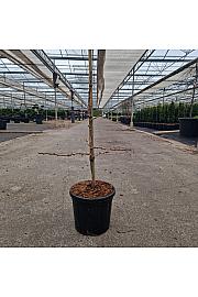 Ginkgo biloba Troll C8 Lit. 40-50 cm