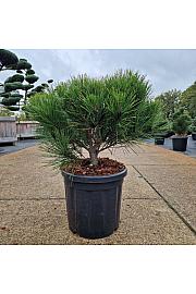 Pinus densiflora Alice Verkade C18 Lit. 40-50 cm