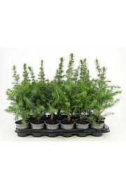 Picea omorika Ø9