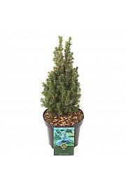 Picea glauca Zuckerhut C2,5 Lit. 25-30 cm