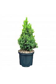 Picea glauca Rainbows End C2,5 Lit. 25-30 cm