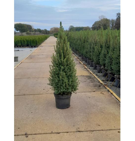 Picea glauca Perfecta C5 Lit. 80-90 cm