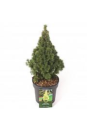 Picea glauca J. W. Daisys White C2,5 Lit. 20-25 cm