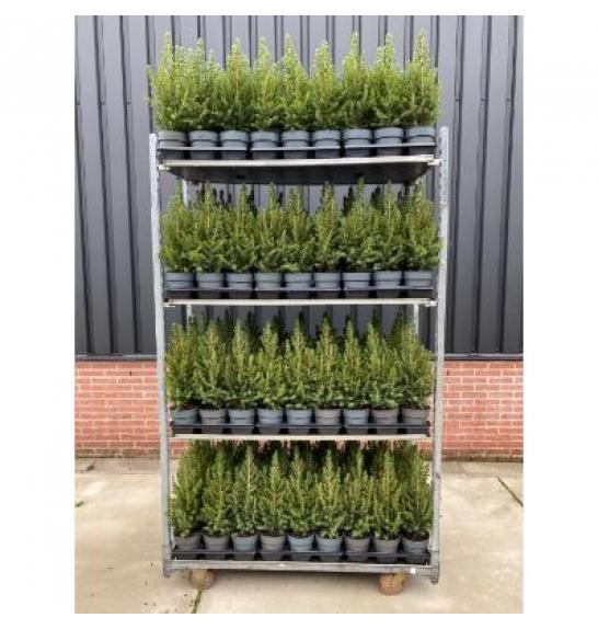 Picea glauca Conica Ø15 30-40 cm