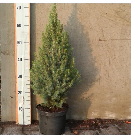 Picea glauca Conica C3 Lit. 50-60 cm