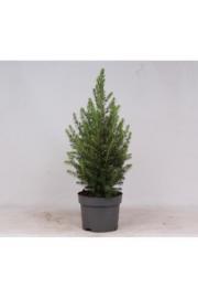 Picea glauca Conica C2 Lit. 40-60 cm MODRI LONEC