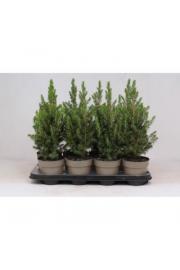 Picea glauca Conica C1 Lit. 20-30 cm
