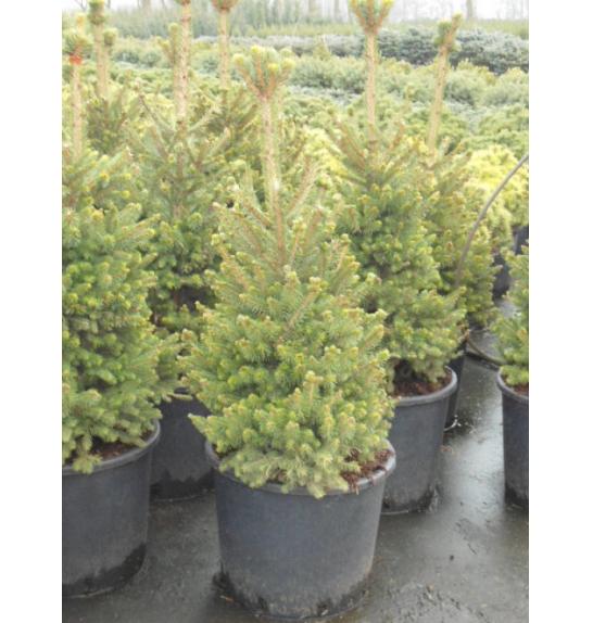Picea abies Will´s Zwerg C15 Lit. 100-120 cm