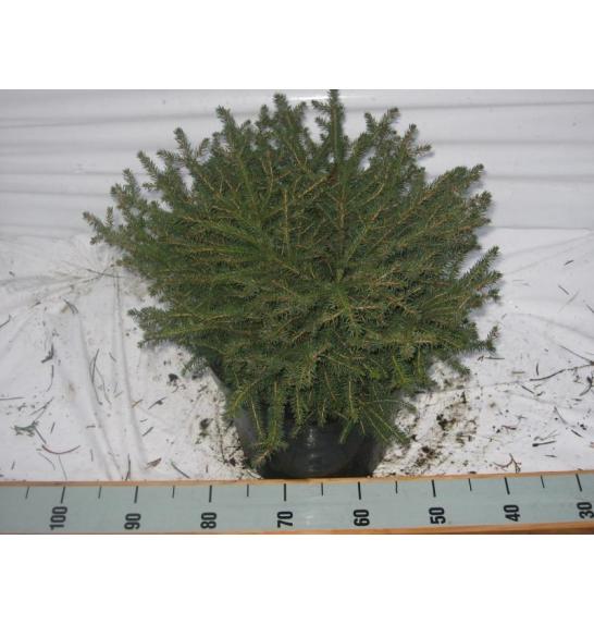 Picea abies Nidiformis C15 Lit. 60-70 cm