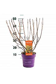 Physocarpus op. Amber Jubilee® C3 Lit. 40/+ cm