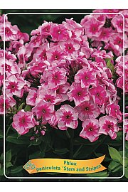 Phlox paniculata Stars and Stripes Ø11