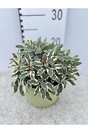 Salvia tricolor Ø19