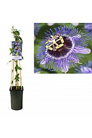 Passiflora Purple Rain C2,5 Lit. 40-60 cm