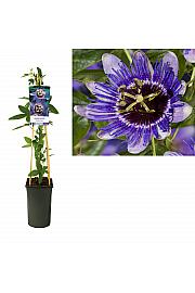 Passiflora Purple Haze C2,5 Lit. 40-60 cm