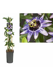 Passiflora Damsels Delight C2,5 Lit. 40-60 cm