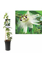 Passiflora Constance Elliott C2,5 Lit. 40-60 cm
