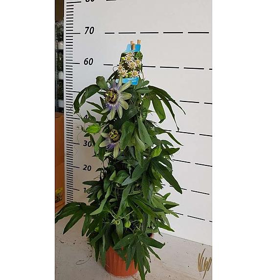 Passiflora incarnata Ø16 piramida