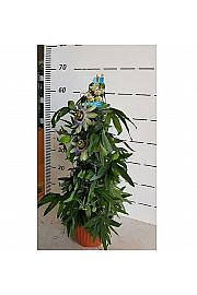 Passiflora incarnata Ø16 piramida