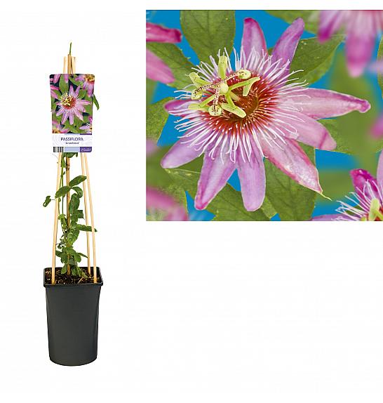 Passiflora Anastasia C2,5 Lit. 40-60 cm
