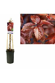 Parthenocissus quinquefolia C2,5 Lit. 40-60 cm